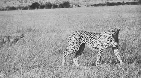 Cheetahs photo image