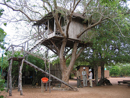Treehouse photo image