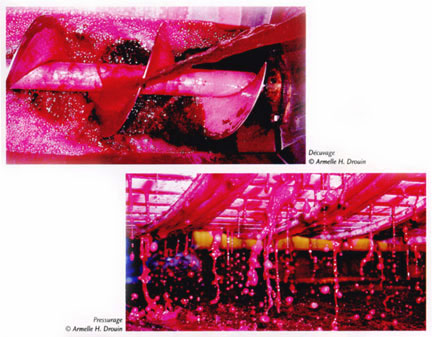 Winemaking Process photo image