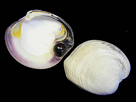 Quahog Clam Pearl and Shell photo image