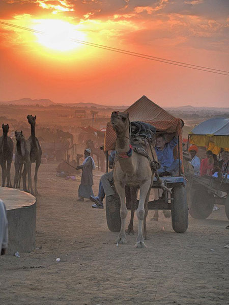 Camel Cart photo image