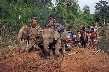 Elephants Pulling Truck photo image
