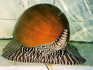 Marine Snail photo image