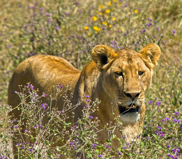 Lion photo image